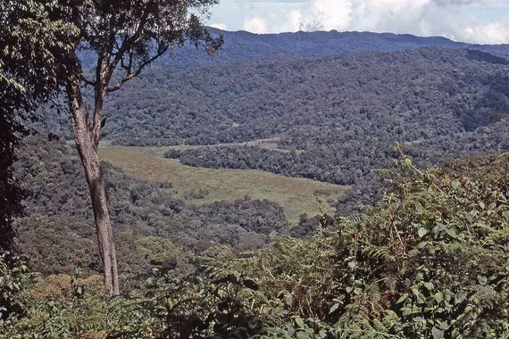 Sinh vật khổng lồ lông lá sống trong khu rừng 'rậm rạp nhất châu Phi'