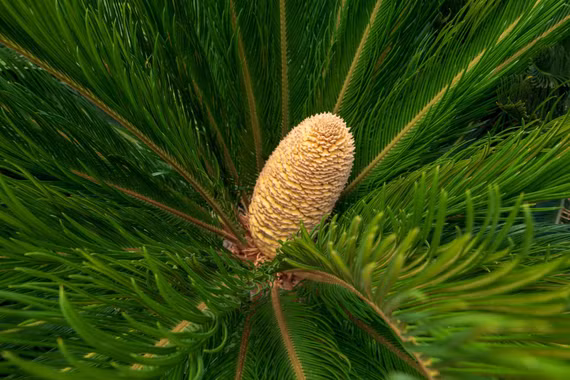  Độc tố đáng sợ của cây 'hóa thạch sống', nhiều người Việt trồng làm cảnh