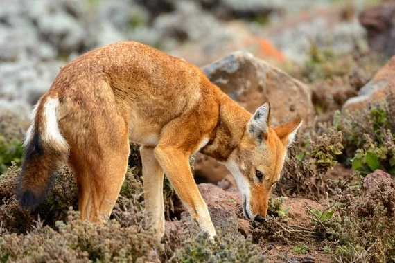 Loài chó hoang dã quý hiếm thế giới, sống nơi cao nhất châu Phi