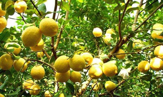 6 loại cây ăn quả mang tài lộc, may mắn đến không ngờ