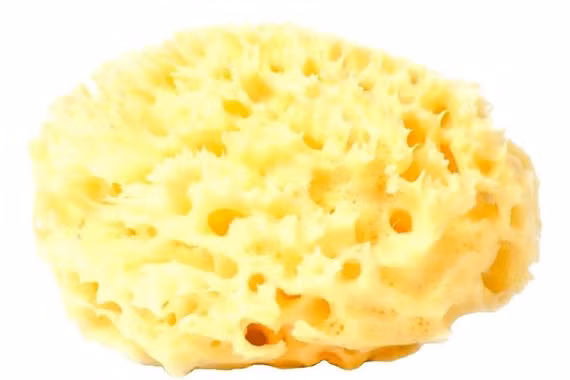 Nguồn gốc khó tin của 'miếng bọt biển' con người dùng để tắm nhiều thế kỷ 