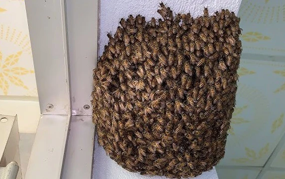 4 loài vật tượng trưng cho may mắn, tài lộc, vào nhà chớ đuổi đi