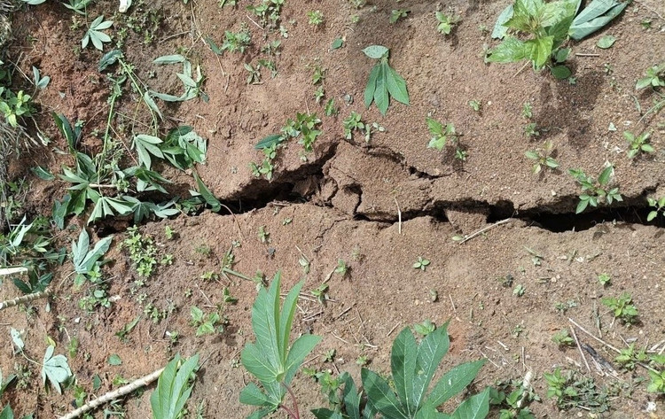 Vết nứt có chiều rộng 5 - 15 cm, sâu 45 - 50 cm, kéo dài gần 200m trên đỉnh đồi. vet-nut.jpg