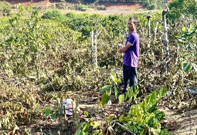 Đặng Văn Thêm (trú xã Hra) bị CA dẫn giải đến vườn cây bị chặt phá. Ảnh ĐVCC pha-hoai-03.jpg