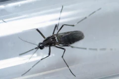 Chấn động virus Zika gây rối loạn thần kinh ở người lớn