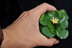 Loài hoa quý nhất quả đất, chấn động thế giới khi bị đánh cắp