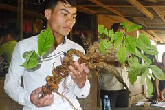 Sâm Ngọc Linh 100 tuổi: 4 đại gia chồng tiền tỷ không mua nổi