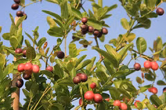 Vườn cây sai trĩu quả trên sân thượng của chị em