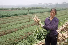 Vì sao dân Hà Nội đua nhau nhổ bỏ trăm tấn củ cải khổng lồ?