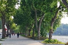 PGS.TS Trần Ngọc Hải: “Thận trọng khi dịch chuyển cây xanh quý cạnh Hồ Gươm” 