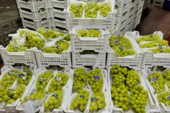 Nho sữa Trung Quốc rao bán la liệt trên thị trường giá rẻ bèo