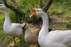 Ngỗng có khả năng canh gác nhà cửa, sân vườn như loài chó 