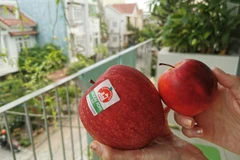 Loại táo đắt nhất hành tinh có giá bao nhiêu? 