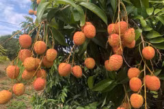 Vải u hồng đầu mùa đắt hơn sầu riêng vẫn “cháy hàng“