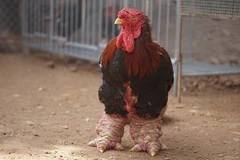 Đổ xô mua chân gà Đông Tảo hơn nửa triệu đồng biếu Tết 