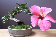 Mê tít những chậu bonsai chỉ một bông hoa