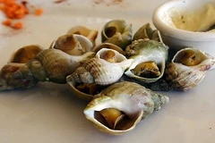 Cận cảnh ốc Bulot Pháp nửa triệu/kg hút hồn nhà giàu Việt