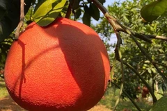 Bưởi đỏ tiến vua nửa triệu đồng/cặp “cháy hàng” dịp Tết 2025