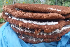 Bọ 3 sọc, phân khô: Lạ lùng đủ thứ quái dị người Trung Quốc gom mua