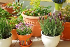 Đón tài lộc vào nhà nhờ bài trí cây xanh trước cửa