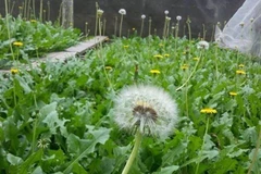 Cây dại ở Việt Nam sang nước ngoài “đắt như tôm tươi“