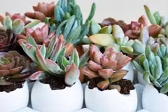 1001 cách trồng hoa đá thú vị giúp nhà đẹp như mơ