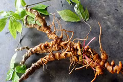 Tận mục sâm Ngọc Linh giá tiền tỷ ở Việt Nam