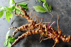 Tận mục sâm Ngọc Linh giá tiền tỷ ở Việt Nam