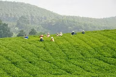 Thăm đồi chè thu tiền tỷ của nông dân Việt