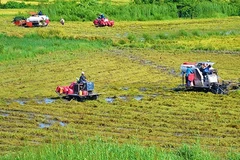 Ngắm mùa vàng bội thu trên vùng đất lúa