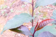 Phát sốt chè tím mới lạ thu trăm triệu đồng mỗi năm