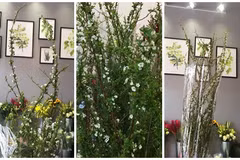 Ngắm hoa tuyết mai nhập khẩu chị em đua nhau sắm chơi Tết