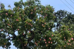 Tận mục cây xoài cổ thụ được ca ngợi đẹp nhất Việt Nam 