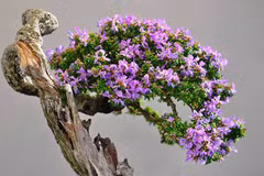 Cây dại hoa thơm nức lên chậu thành bonsai đắt đỏ hút khách