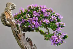 Cây dại hoa thơm nức lên chậu thành bonsai đắt đỏ hút khách