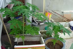 Bỏ túi bí kíp trồng đu đủ trong chậu vẫn sai trĩu quả