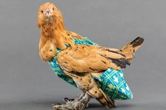 Sản xuất bỉm cho gà và chim: Nghề lạ kiếm tỷ đồng cho người tỉ mỉ 