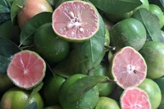 Rớt giá thê thảm, hàng loạt trái cây “kêu cứu” chợ mạng