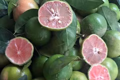 Rớt giá thê thảm, hàng loạt trái cây “kêu cứu” chợ mạng