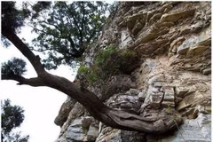 Loại gỗ đắt hơn vàng, mùi thơm nghìn năm không phai