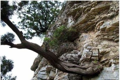 Loại gỗ đắt hơn vàng, mùi thơm nghìn năm không phai