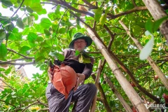 Nửa triệu đồng mỗi quả bưởi đỏ tiến vua cũng không có để bán