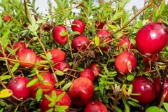 Loại quả lạ ở Trung Quốc về Việt Nam giá tiền triệu/kg