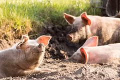 Thiếu nữ tử vong trong chuồng lợn, lộ bí ẩn gây phẫn nộ