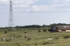 Nợ "ngập đầu", cổ phiếu Quốc Cường Gia Lai vẫn liên tục tăng trần