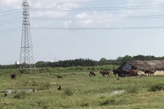 Nợ "ngập đầu", cổ phiếu Quốc Cường Gia Lai vẫn liên tục tăng trần