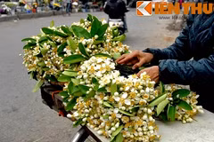 Kỳ lạ loài hoa bán theo lạng cực hút khách Hà Nội