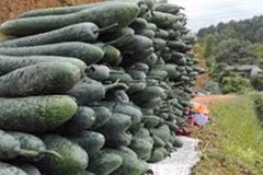 Loại rau củ nào “ngậm” ít thuốc trừ sâu?