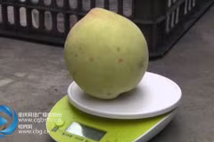 Chi 40 triệu, có ngay quả "đào vua" ăn 3 miếng là... hết