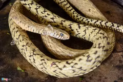 Làm giàu nhờ rắn độc